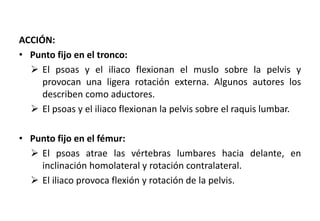 ACCIÓN:
• Punto fijo en el tronco:
 El psoas y el iliaco flexionan el muslo sobre la pelvis y
provocan una ligera rotación externa. Algunos autores los
describen como aductores.
 El psoas y el iliaco flexionan la pelvis sobre el raquis lumbar.
• Punto fijo en el fémur:
 El psoas atrae las vértebras lumbares hacia delante, en
inclinación homolateral y rotación contralateral.
 El iliaco provoca flexión y rotación de la pelvis.
 