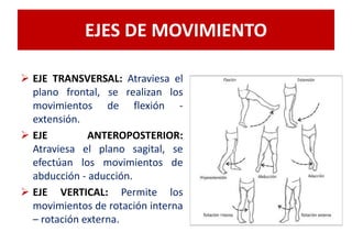 EJES DE MOVIMIENTO
 EJE TRANSVERSAL: Atraviesa el
plano frontal, se realizan los
movimientos de flexión -
extensión.
 EJE ANTEROPOSTERIOR:
Atraviesa el plano sagital, se
efectúan los movimientos de
abducción - aducción.
 EJE VERTICAL: Permite los
movimientos de rotación interna
– rotación externa.
 