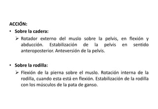 ACCIÓN:
• Sobre la cadera:
 Rotador externo del muslo sobre la pelvis, en flexión y
abducción. Estabilización de la pelvis en sentido
anteroposterior. Anteversión de la pelvis.
• Sobre la rodilla:
 Flexión de la pierna sobre el muslo. Rotación interna de la
rodilla, cuando esta está en flexión. Estabilización de la rodilla
con los músculos de la pata de ganso.
 