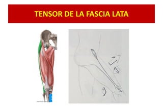 TENSOR DE LA FASCIA LATA
 
