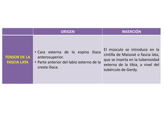 ORIGEN INSERCIÓN
TENSOR DE LA
FASCIA LATA
• Cara externa de la espina iliaca
anterosuperior.
• Parte anterior del labio externo de la
cresta iliaca.
El músculo se introduce en la
cintilla de Maissiat o fascia lata,
que se inserta en la tuberosidad
externa de la tibia, a nivel del
tubérculo de Gerdy.
 