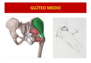 GLÚTEO MEDIO
 