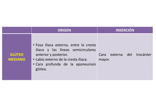 ORIGEN INSERCIÓN
GLÚTEO
MEDIANO
• Fosa iliaca externa, entre la cresta
iliaca y las líneas semicirculares
anterior y posterior.
• Labio externo de la cresta iliaca.
• Cara profunda de la aponeurosis
glútea.
Cara externa del trocánter
mayor.
 