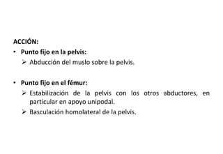 ACCIÓN:
• Punto fijo en la pelvis:
 Abducción del muslo sobre la pelvis.
• Punto fijo en el fémur:
 Estabilización de la pelvis con los otros abductores, en
particular en apoyo unipodal.
 Basculación homolateral de la pelvis.
 