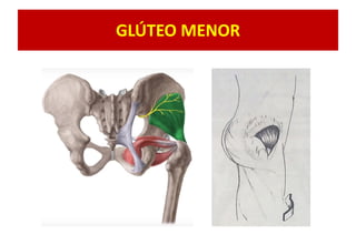 GLÚTEO MENOR
 