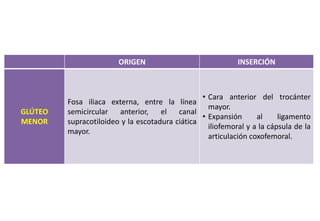ORIGEN INSERCIÓN
GLÚTEO
MENOR
Fosa iliaca externa, entre la línea
semicircular anterior, el canal
supracotiloideo y la escotadura ciática
mayor.
• Cara anterior del trocánter
mayor.
• Expansión al ligamento
iliofemoral y a la cápsula de la
articulación coxofemoral.
 