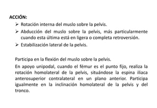 ACCIÓN:
 Rotación interna del muslo sobre la pelvis.
 Abducción del muslo sobre la pelvis, más particularmente
cuando esta última está en ligera o completa retroversión.
 Estabilización lateral de la pelvis.
Participa en la flexión del muslo sobre la pelvis.
En apoyo unipodal, cuando el fémur es el punto fijo, realiza la
rotación homolateral de la pelvis, situándose la espina iliaca
anterosuperior contralateral en un plano anterior. Participa
igualmente en la inclinación homolateral de la pelvis y del
tronco.
 