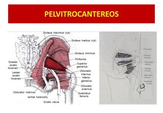 PELVITROCANTEREOS
 