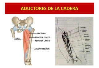 ADUCTORES DE LA CADERA
 