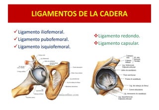 LIGAMENTOS DE LA CADERA
Ligamento iliofemoral.
Ligamento pubofemoral.
Ligamento isquiofemoral.
Ligamento redondo.
Ligamento capsular.
 