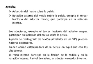 ACCIÓN:
 Aducción del muslo sobre la pelvis.
 Rotación externa del muslo sobre la pelvis, excepto el tercer
fascículo del aductor mayor, que participa en la rotación
interna.
Los aductores, excepto el tercer fascículo del aductor mayor,
participan en la flexión del muslo sobre la pelvis.
A partir de cierto grado de flexión (alrededor de los 50°), pueden
hacerse extensores.
Tienen acción estabilizadora de la pelvis, en equilibrio con los
abductores.
El recto interno participa en la flexión de la rodilla y en la
rotación interna. A nivel de cadera, es aductor y rotador interno.
 