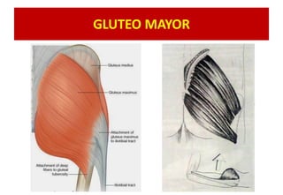 GLUTEO MAYOR
 