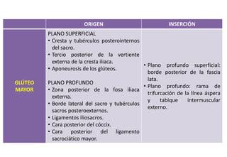 ORIGEN INSERCIÓN
GLÚTEO
MAYOR
PLANO SUPERFICIAL
• Cresta y tubérculos posterointernos
del sacro.
• Tercio posterior de la vertiente
externa de la cresta iliaca.
• Aponeurosis de los glúteos.
PLANO PROFUNDO
• Zona posterior de la fosa iliaca
externa.
• Borde lateral del sacro y tubérculos
sacros posteroexternos.
• Ligamentos iliosacros.
• Cara posterior del cóccix.
• Cara posterior del ligamento
sacrociático mayor.
• Plano profundo superficial:
borde posterior de la fascia
lata.
• Plano profundo: rama de
trifurcación de la línea áspera
y tabique intermuscular
externo.
 