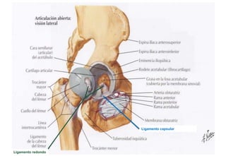 Ligamento redondo
Ligamento capsular
 