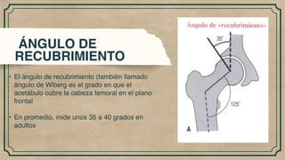 cadera anatomía, huesos, articulaciones y músculos | PDF