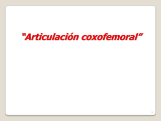 14
“Articulación coxofemoral”
 