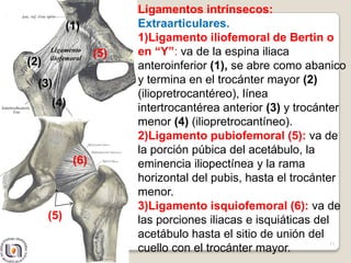 Ligamentos intrínsecos:
Extraarticulares.
1)Ligamento iliofemoral de Bertin o
en “Y”: va de la espina iliaca
anteroinferior (1), se abre como abanico
y termina en el trocánter mayor (2)
(iliopretrocantéreo), línea
intertrocantérea anterior (3) y trocánter
menor (4) (iliopretrocantíneo).
2)Ligamento pubiofemoral (5): va de
la porción púbica del acetábulo, la
eminencia iliopectínea y la rama
horizontal del pubis, hasta el trocánter
menor.
3)Ligamento isquiofemoral (6): va de
las porciones iliacas e isquiáticas del
acetábulo hasta el sitio de unión del
cuello con el trocánter mayor.
17
(1)
(2)
(3)
(4)
(5)
(6)
Ligamento
iliofemoral
(5)
 