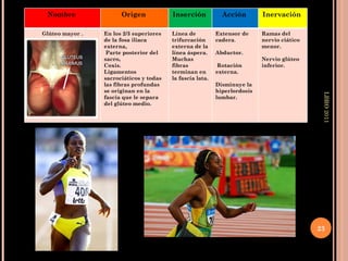 LBRO 2011 Nombre  Origen  Inserción  Acción  Inervación  Glúteo mayor . En los 2/3 superiores de la fosa iliaca externa,  Parte posterior del sacro, Coxis. Ligamentos sacrociáticos y todas las fibras profundas se originan en la fascia que le separa del glúteo medio. Línea de trifurcación externa de la línea áspera. Muchas fibras terminan en la fascia lata. Extensor de cadera . Abductor. Rotación externa. Disminuye la hiperlordosis lumbar. Ramas del nervio ciático menor. Nervio glúteo inferior. 