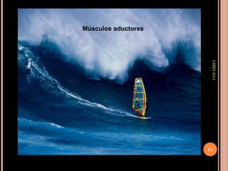 LBRO 2011 Músculos aductores 