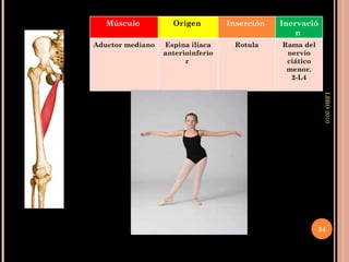 LBRO 2010 Músculo  Origen   Inserción  Inervación  Aductor mediano Espina iliaca anterioinferior  Rotula Rama del nervio ciático menor. 2-L4 
