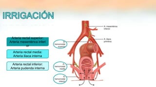 Cancer de Recto | PPTX
