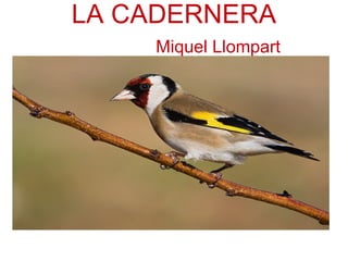LA CADERNERA   Miquel Llompart 