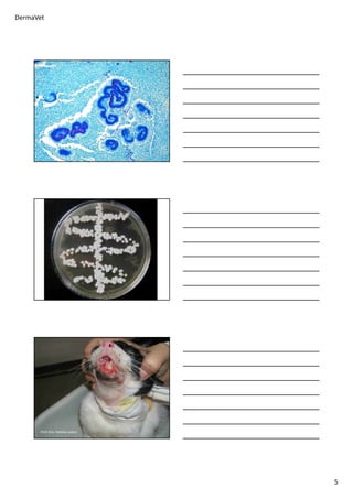 DermaVet
5
Prof. Dra. Heloísa Justen
 