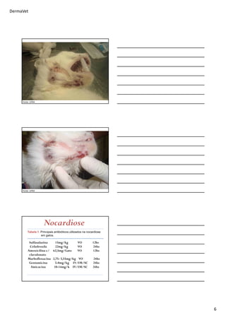 DermaVet
6
Fonte: UFRA
Fonte: UFRA
Sulfasalazina 15mg/kg VO 12hs
Cefadroxila 22mg/kg VO 24hs
Amoxicilina c/ 62,5mg/Gato VO 12hs
clavulonato
Marbofloxacina 2,75- 5,55mg/kg VO 24hs
Gentamicina 5-8mg/kg IV/IM/SC 24hs
Amicacina 10-14mg/k IV/IM/SC 24hs
Tabela 1. Principais antibióticos utilizados na nocardiose
em gatos.
Nocardiose
 