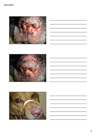 DermaVet
4
Ferreira, R.R.
Ferreira, R.R.
Ferreira, R.R.
Foto: Dr. Mauro Machado
 