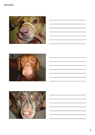 DermaVet
5
Ferreira, R.R.
Foto: Dr. Mauro Machado
Ferreira, R.R.
Ferreira, R.R.Ferreira, R.R.
 