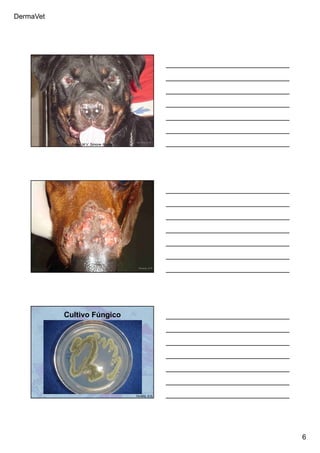 DermaVet
6
Ferreira, R.R.
Fotos: M.V. Simone Rocha
Ferreira, R.R.
Cultivo Fúngico
Ferreira, R.R.
 
