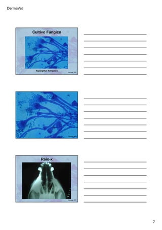 DermaVet
7
Cultivo Fúngico
Aspergillus fumigatus
Ferreira, R.R.
Ferreira, R.R.
Raio-x
Ferreira, R.R.
 