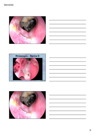 DermaVet
9
Ferreira, R.R.
Rinoscopia – Narina D
Ferreira, R.R.
 
