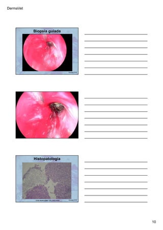 DermaVet
10
Biopsia guiada
Ferreira, R.R.
Ferreira, R.R.
Histopatologia
FOTOS: MAURO BORBA – SPV / FAVET-UFRGS Ferreira, R.R.
 