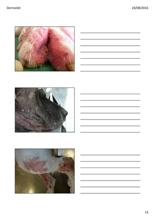 DermaVet 24/08/2016
13
 