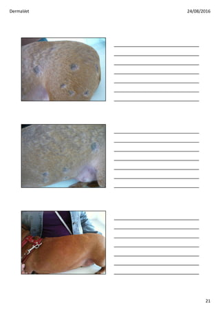 DermaVet 24/08/2016
21
 