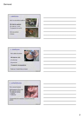 Dermavet
2
1. GEOFÍLICOS
Solo rico em matéria orgânica:
Microsporum gypseum
Microsporum cookei
Trichophyton terrestre
Infectam animais
e homem
Ferreira, R.R.
2. ZOOFÍLICOS:
Pele e pêlos de animais
Microsporum canis
M. distortum
M. persicolor
Trichophyton mentagrophytes
Podem ser transmitidos ao homem
Ferreira, R.R.
3. ANTROPOFÍLICOS:
Pele e anexos humanos
Epidermophyton floccusum
Microsporum audounii
Trichophyton rubrum
T. megninii
T. tonsurans
Transmitidos entre humanos, raramente infectam
animais
Ferreira, R.R.
 
