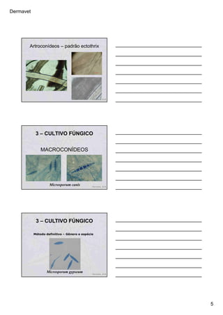 Dermavet
5
Artroconídeos – padrão ectothrix
Ferreira, R.R.
3 – CULTIVO FÚNGICO
MACROCONÍDEOS
Microsporum canis Ferreira, R.R.
Método definitivo – Gênero e espécie
Microsporum gypseum Ferreira, R.R.
3 – CULTIVO FÚNGICO
 