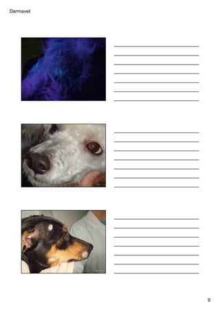 Dermavet
9
Ferreira, R.R.
Ferreira, R.R.
Ferreira,
R.R.
 