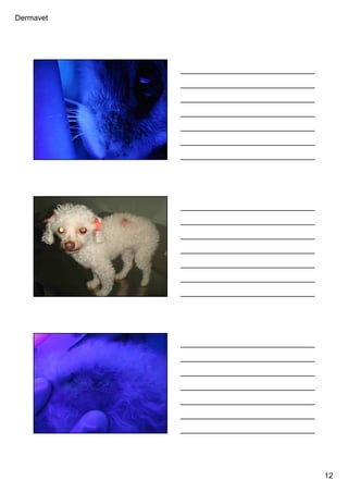 Dermavet
12
Ferreira, R.R.
Ferreira, R.R.
Ferreira, R.R.
 