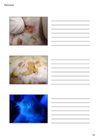 Dermavet
14
Ferreira, R.R.
Ferreira, R.R.
Ferreira, R.R.
Fotos : Prof. Marconi Farias
 