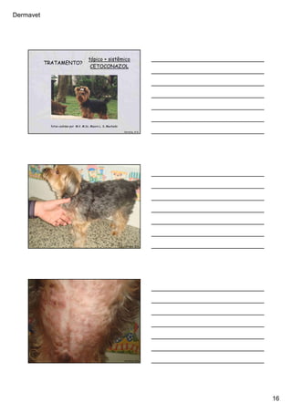 Dermavet
16
TRATAMENTO?
tópico + sistêmico
CETOCONAZOL
fotos cedidas por M.V. M.Sc. Mauro L. S. Machado
Ferreira, R.R.
Ferreira, R.R.
Ferreira, R.R.
 