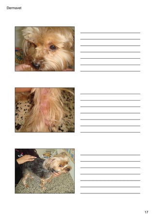 Dermavet
17
Ferreira, R.R.
Ferreira, R.R.
Ferreira,
R.R.
Ferreira, R.R.
 