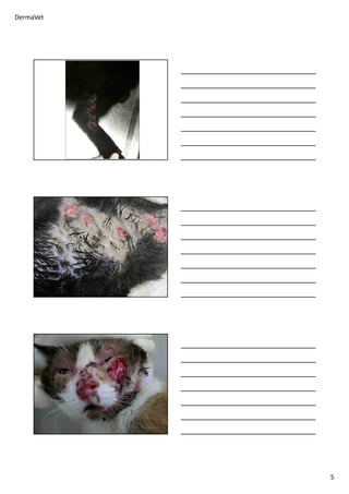 DermaVet
5
 