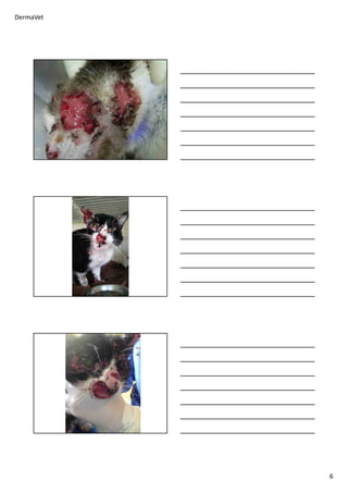 DermaVet
6
 