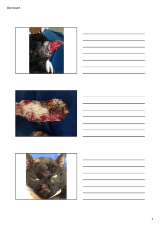 DermaVet
7
 
