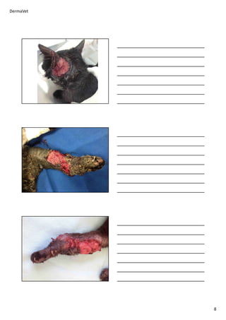 DermaVet
8
 