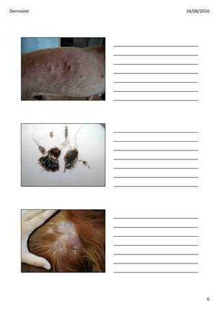 DermaVet 24/08/2016
6
 