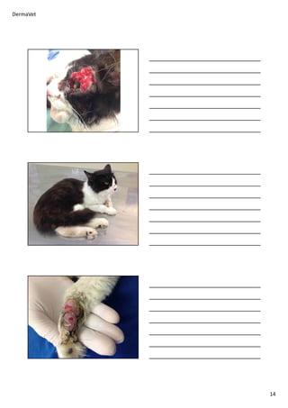 DermaVet
14
 