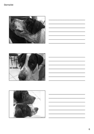 DermaVet
6
Ferreira, R.R.
Ferreira, R.R.
30 DIAS....
Ferreira, R.R.
 